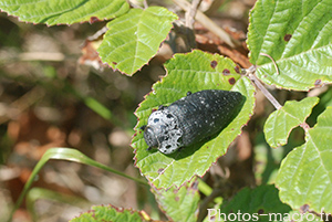 Capnodis tenebrionis